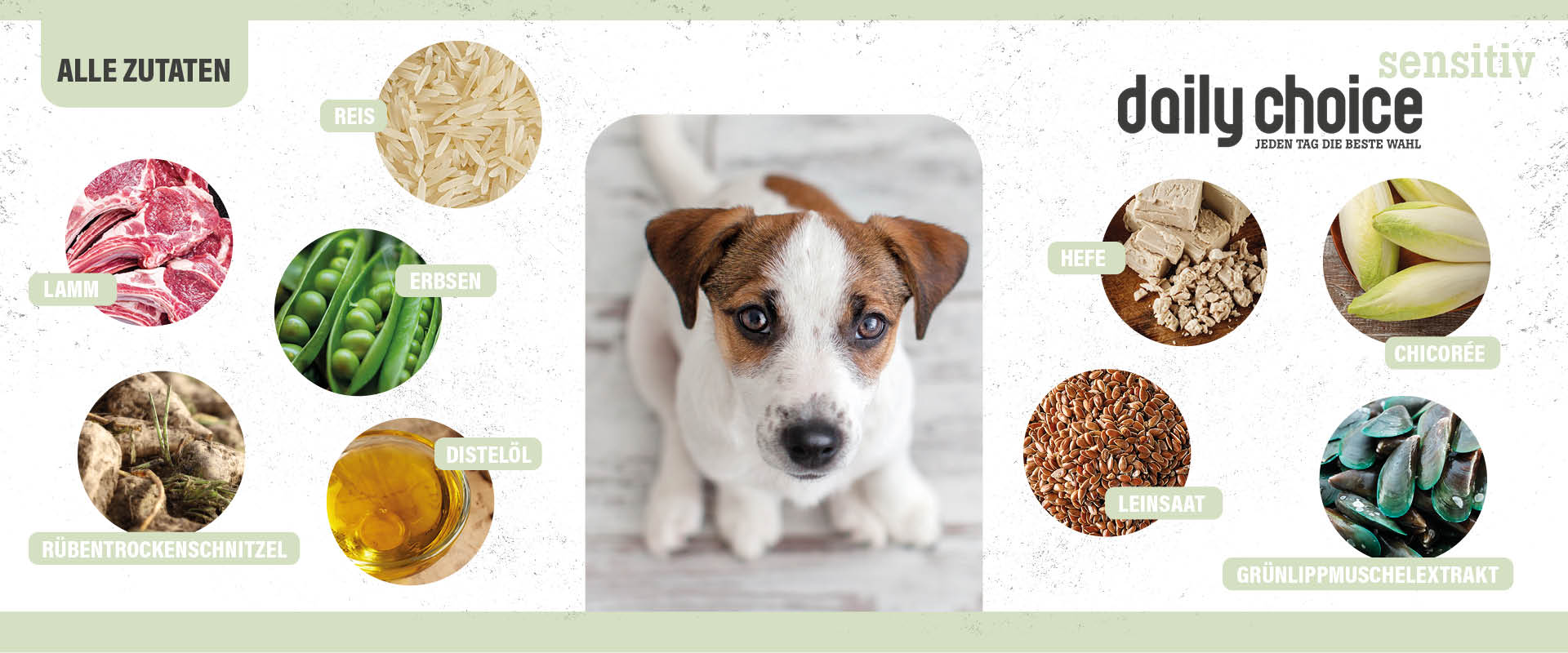 DailyChoiceeSensitivLamm