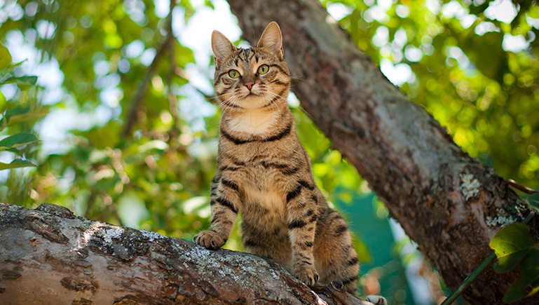 Hohe Akzeptanz und Verträglichkeit